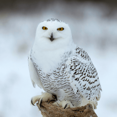 White Owl's Significance And Symbolism As A Spirit And Totem Animal