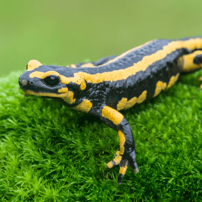 Embracing The Elemental: The Salamander As A Spirit Animal Connection