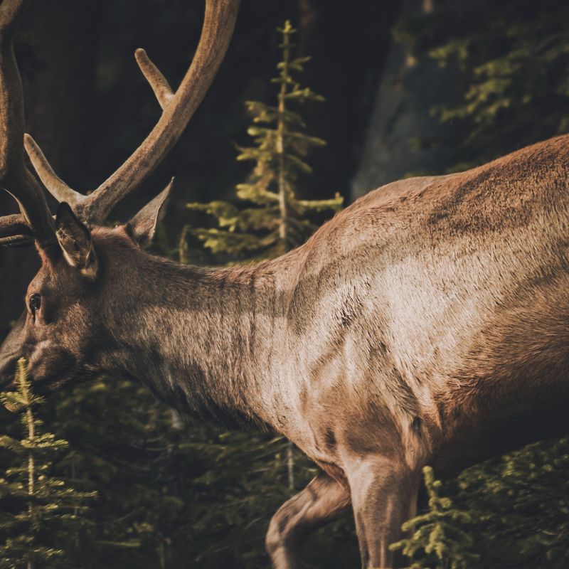 The Elk Totem: Developing Your Innate Power And Understanding