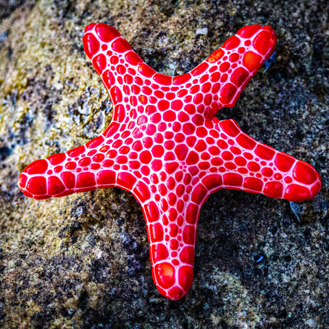 Starfish Spirit Animal