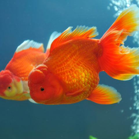 Symbolism Of Goldfish In Spiritual Terms