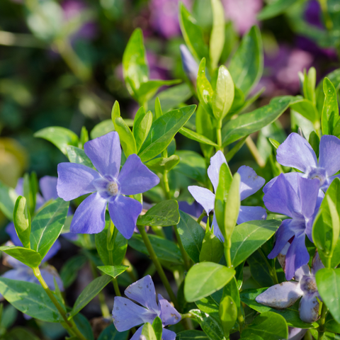 Symbolism Of The Periwinkle