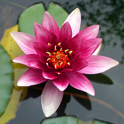 Lotus Flower As Rebirth Symbol