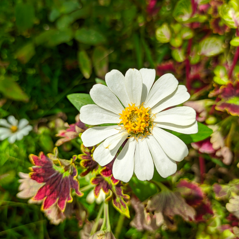 Cultural Significance of Zinnia Flowers