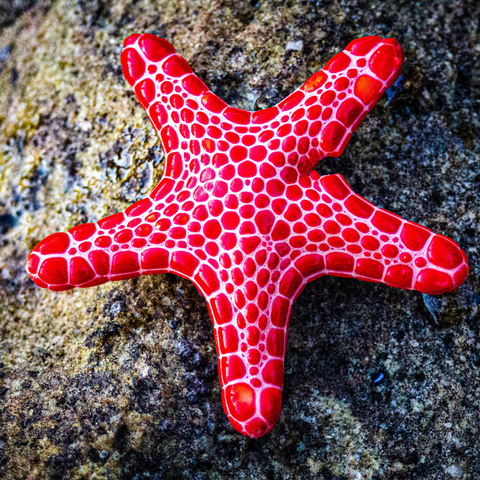 The Starfish