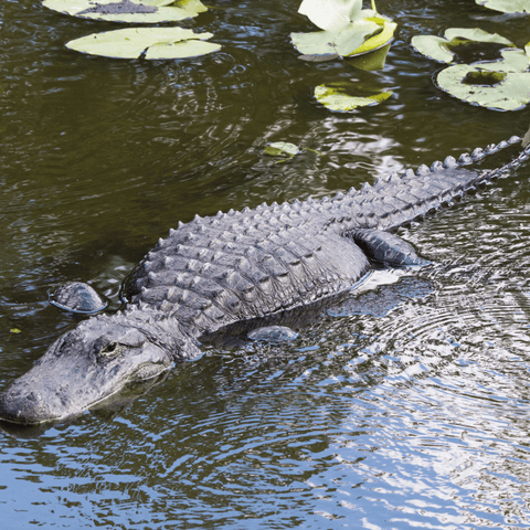 Alligator's Symbolism