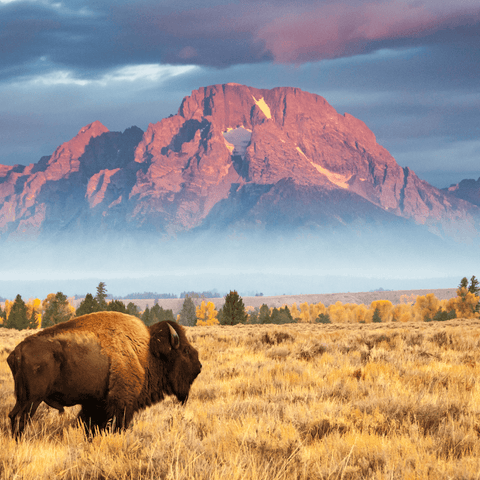 Exploring The Symbolism Of The Mighty Bison In Mythology And Folklore