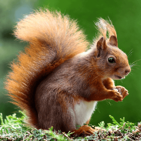 Squirrels' Spiritual Meaning