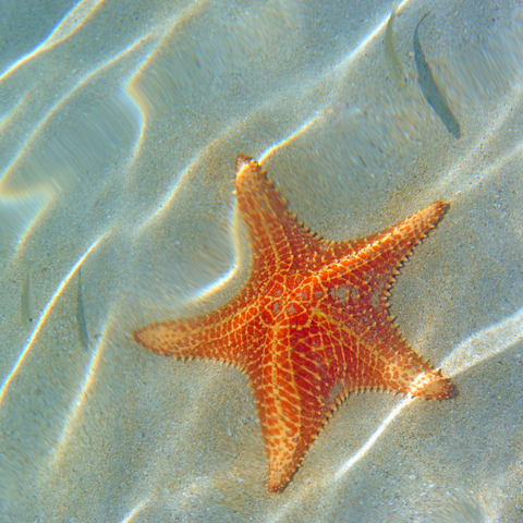 Starfish As Your Power Animal