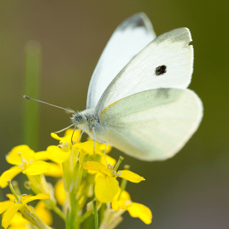 White Butterfly Totem