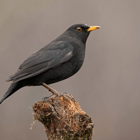 Spiritual Meaning Of The Blackbird: The Mystical Importance Of Bird Messengers