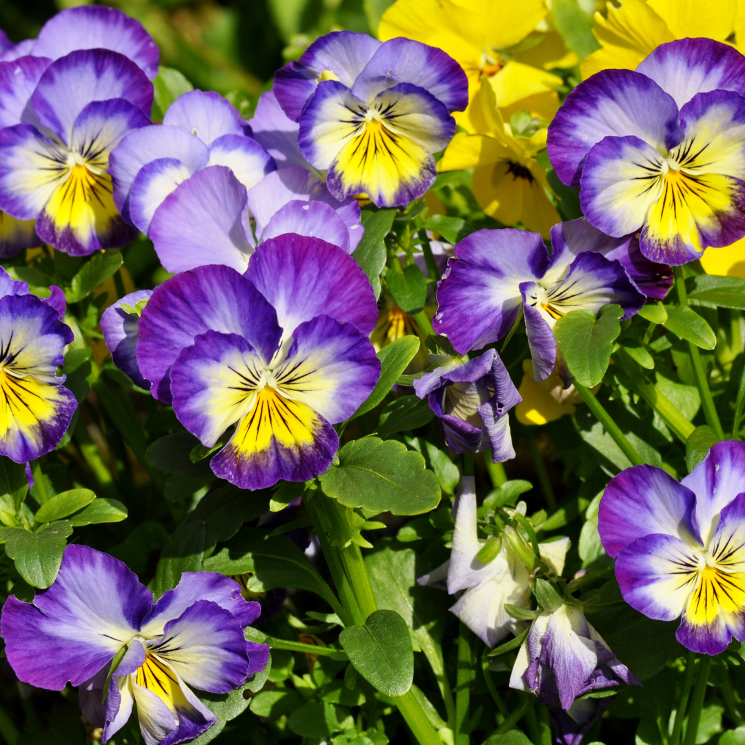 Pansy flowers