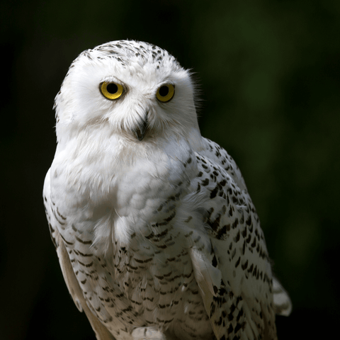 Exploring The White Owl's Power Animal Symbolism