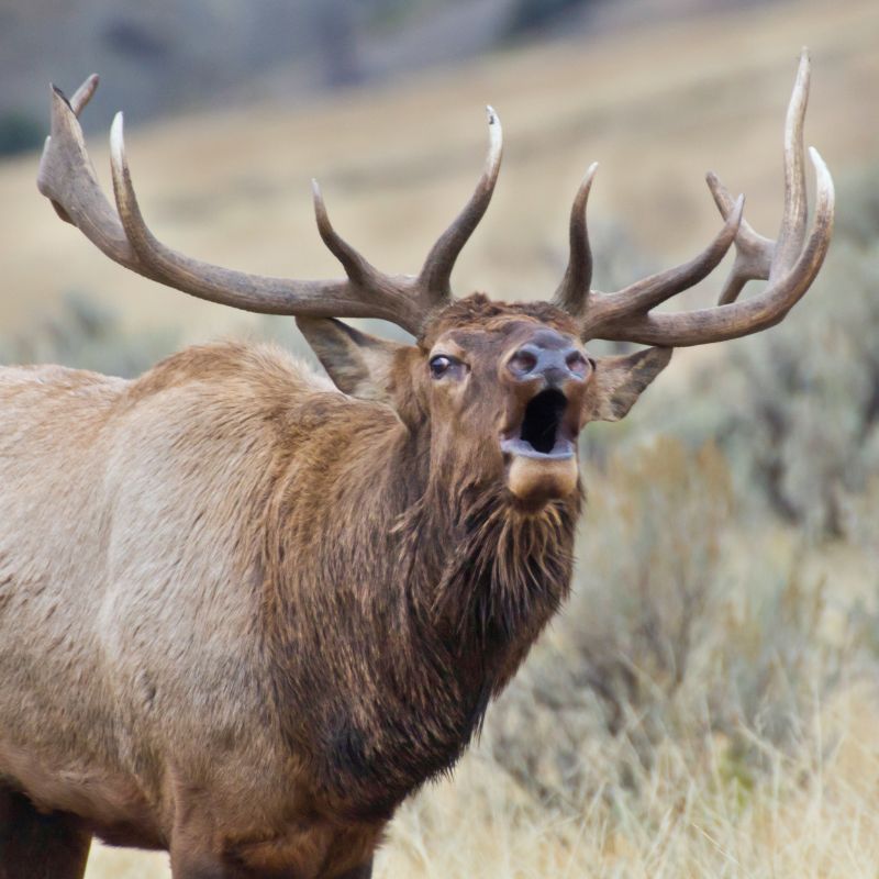 Interpreting The Sight Of An Elk: Unveiling The Symbolic Meaning