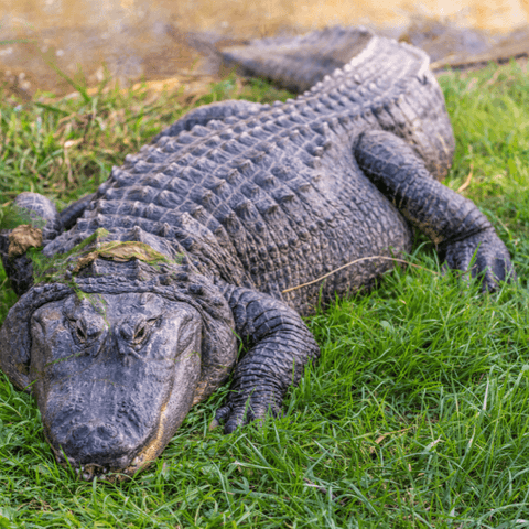 Feng Shui Alligators Play A Symbolic Role In Energy And Balance