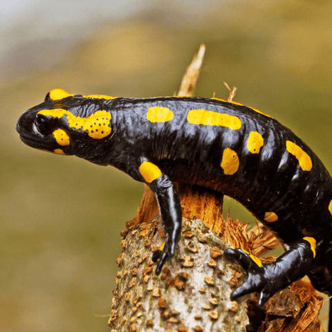 Sacred Imagery: Exploring The Salamander's Symbolism In Christian Tradition
