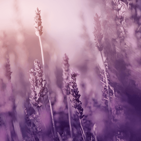 Lavender - Pisces Colors