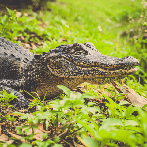 Celtic Mythology's Alligators: Exploring Odd Symbolism And Tales