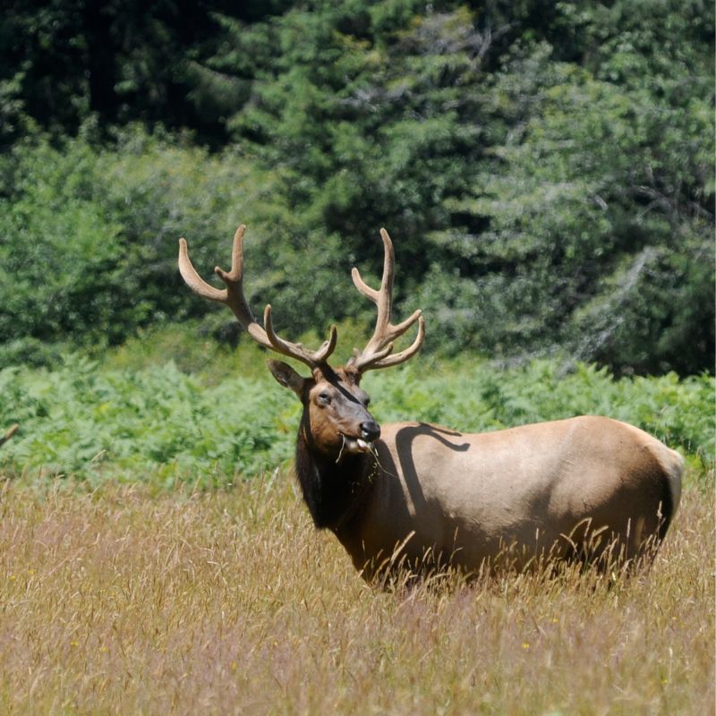 What Does An Elk's Significance As A Totem Animal And Spirit Mean?