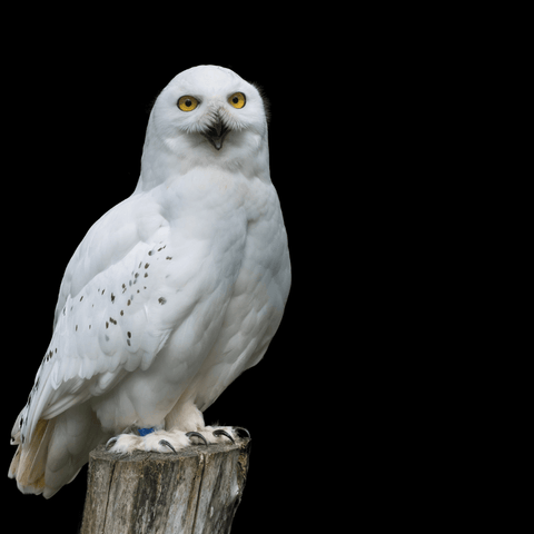 The Enigmatic Messenger: White Owl Symbolism In Mythology And Folklore