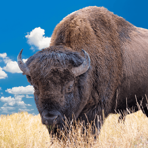 What Does A Bison's Significance As A Totem Animal And Spirit Mean?