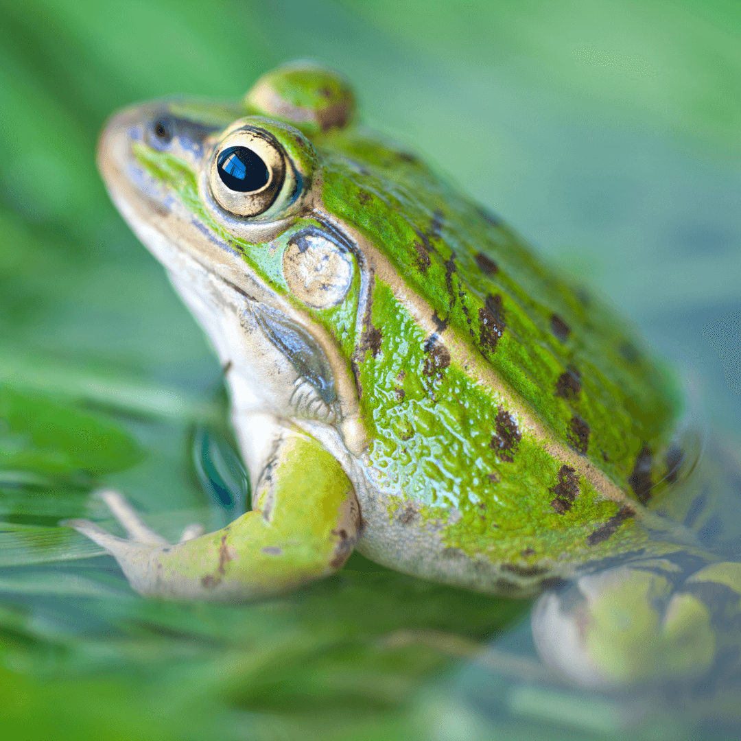 Frog Spirit Animal