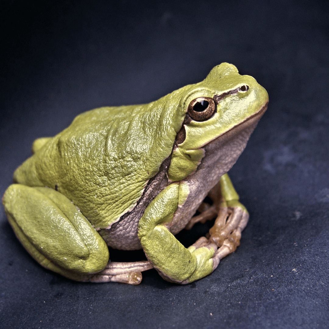 Frog Power Animal