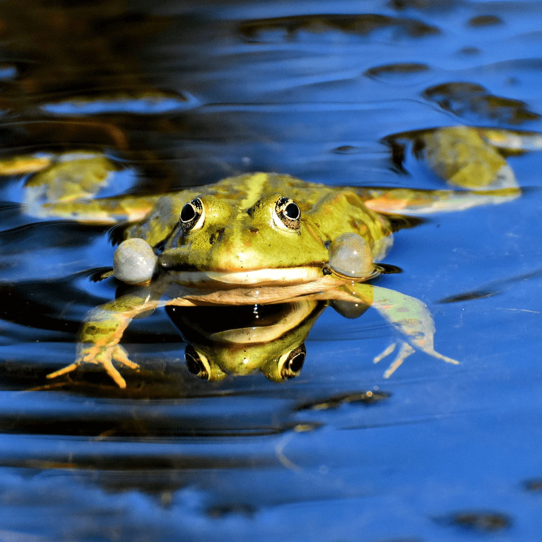 Frog In The Water