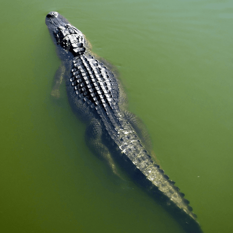 Ancient Symbolism And Tales Associated With Alligators In Mythology And Folklore