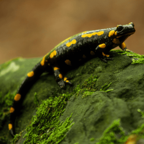 Mystical Creatures Of The Rising Sun: Exploring The Salamander In Japan