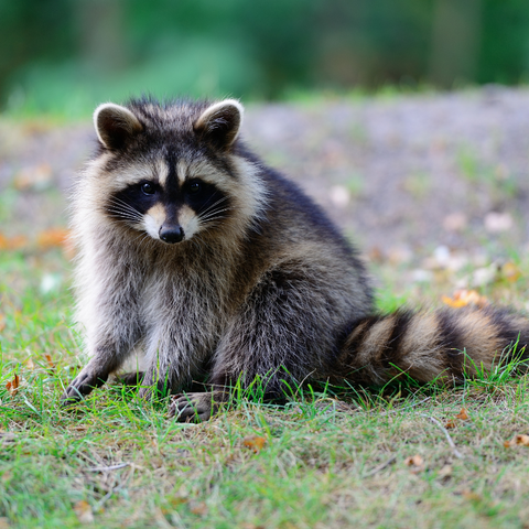 Raccoons' Spiritual Meaning