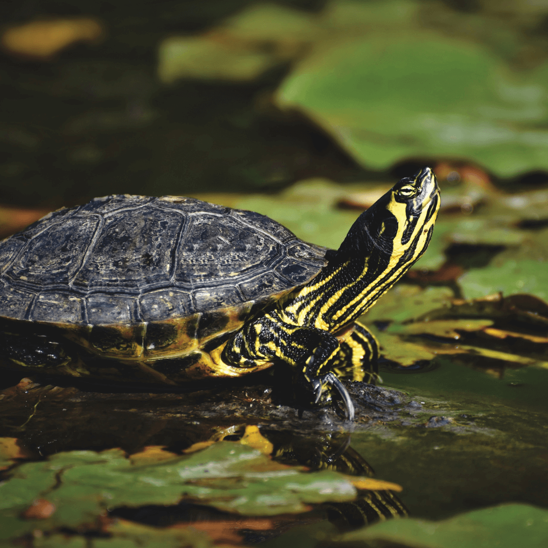 Sea Turtle Symbolism