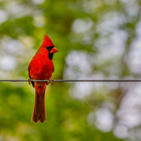 Red Bird's Spirit Animal
