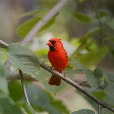 Dreaming About Red Birds