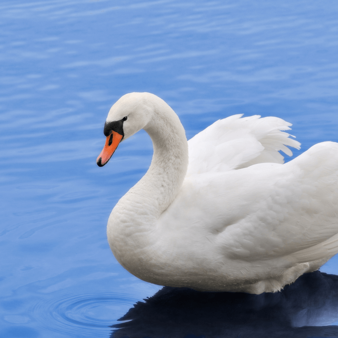 Swan As Your Spirit Animal