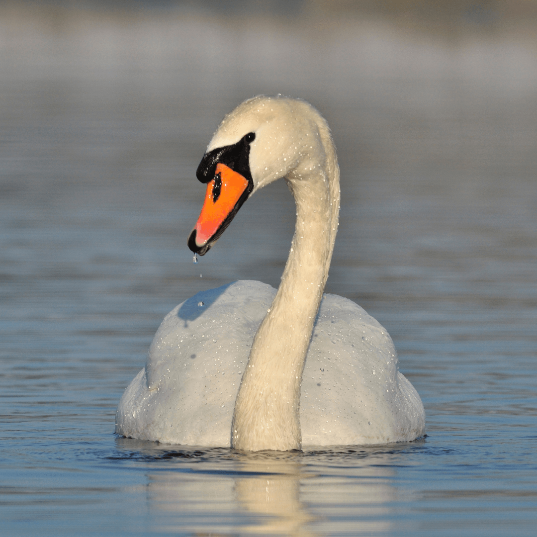 Swan Totem Animal