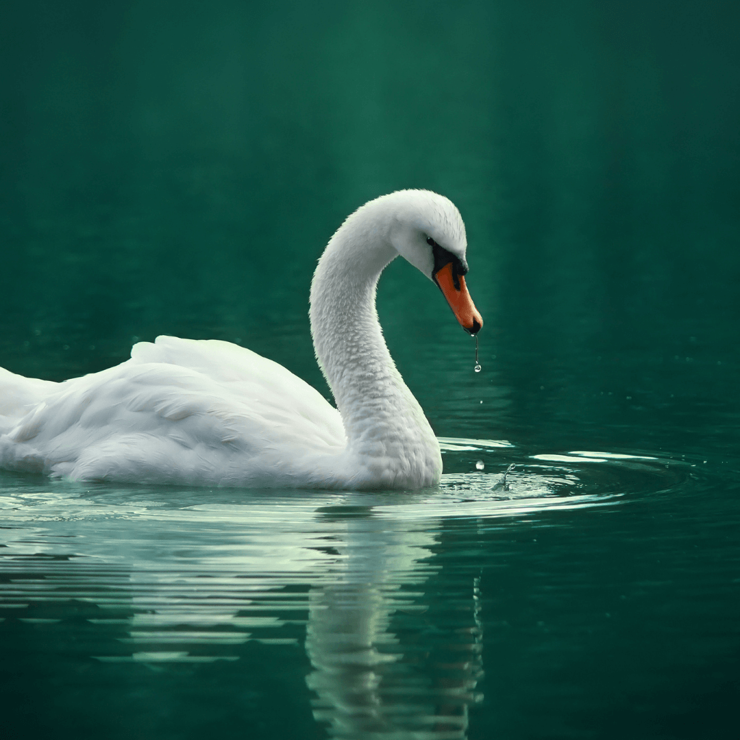 Swan Spirit Animal Mystique