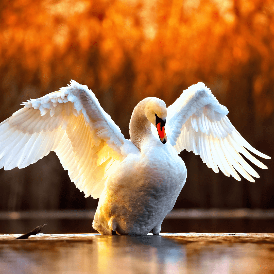 Swan Symbolic Meanings