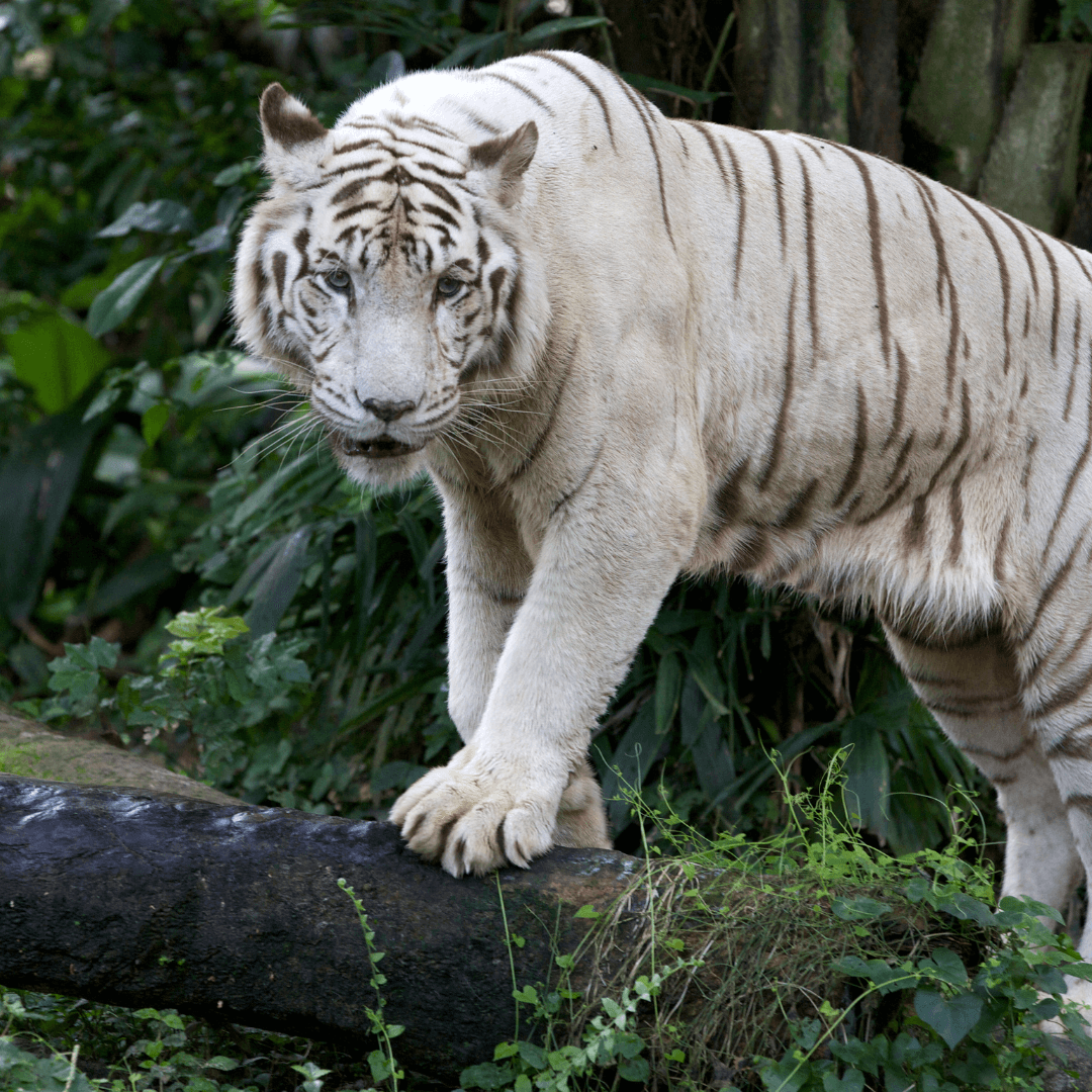 White Tiger As A Totem Animal