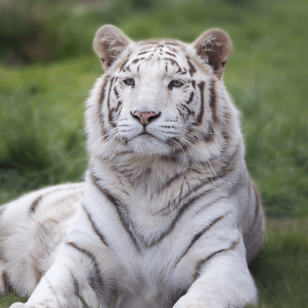 White Tigers