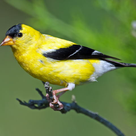 Goldfinch Spirit Animal
