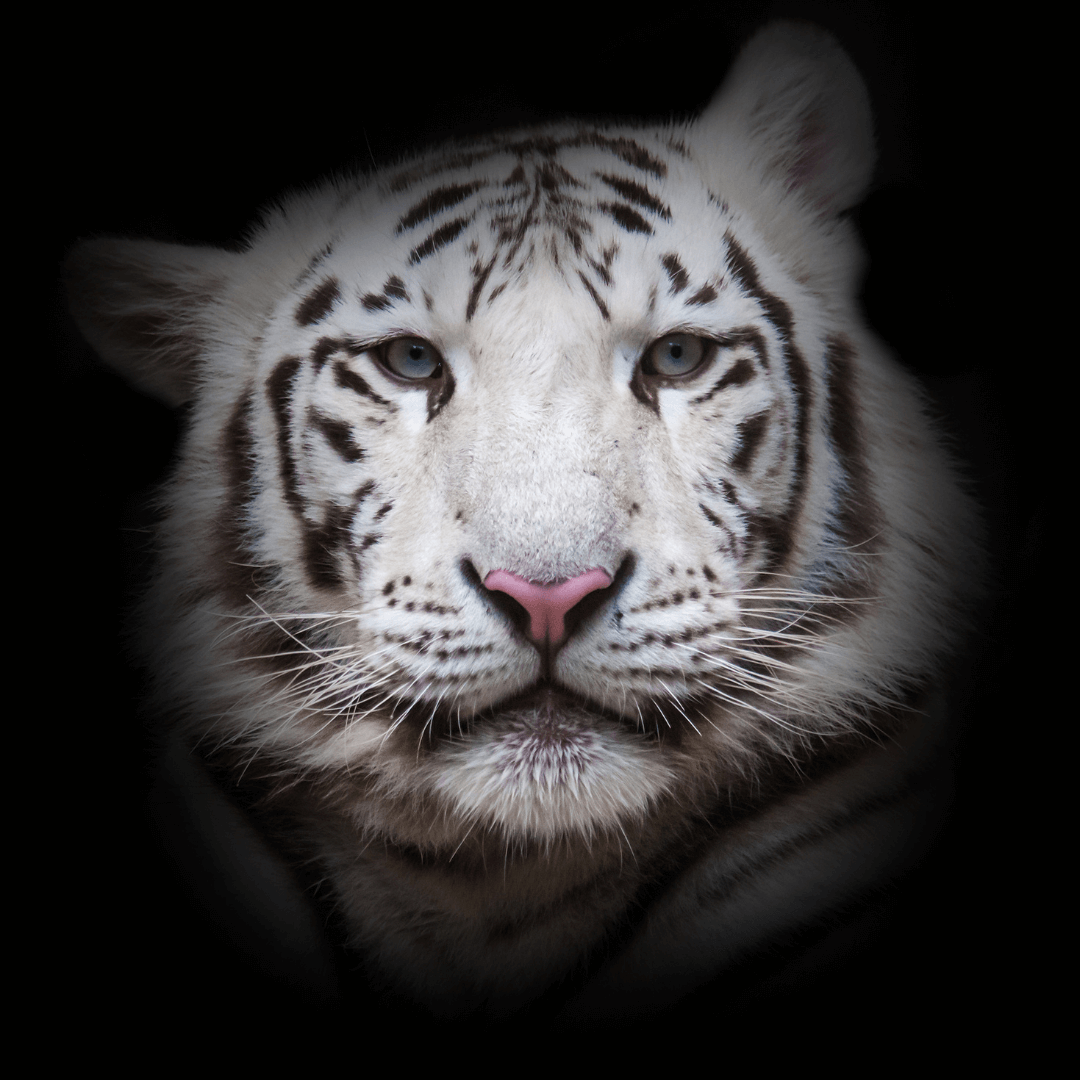 Spiritual Meaning Of The White Tiger