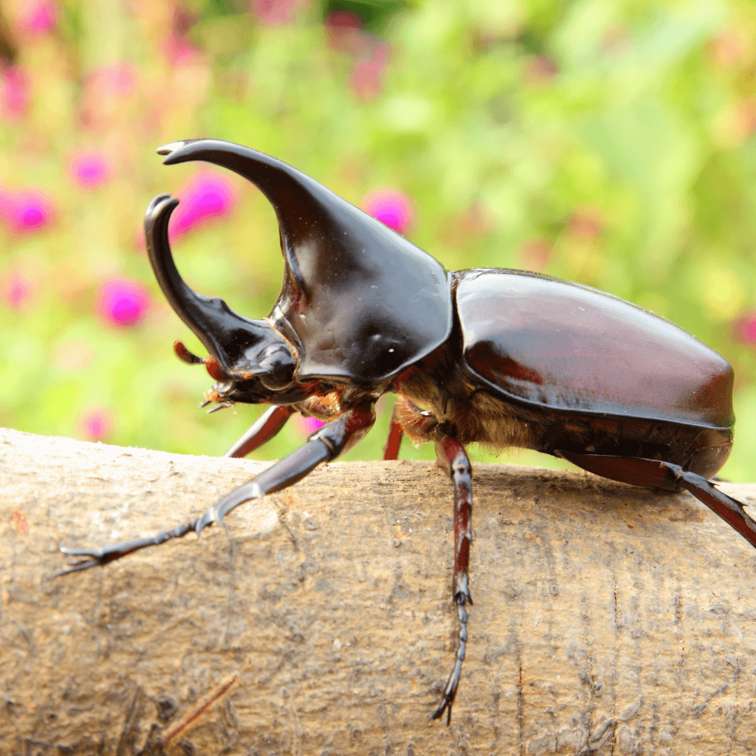 The Beetle Spirit Animal