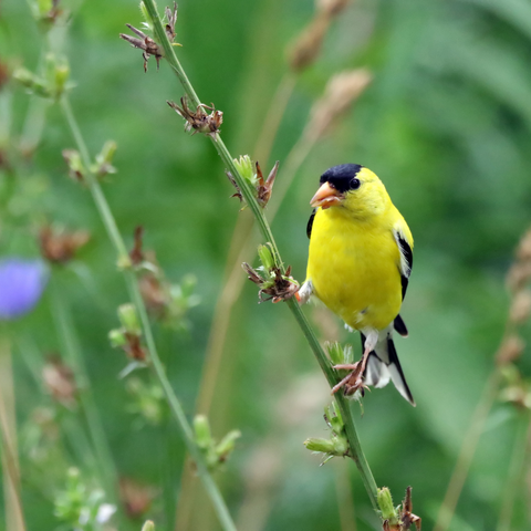 Goldfinch And Its Zodiac Sign