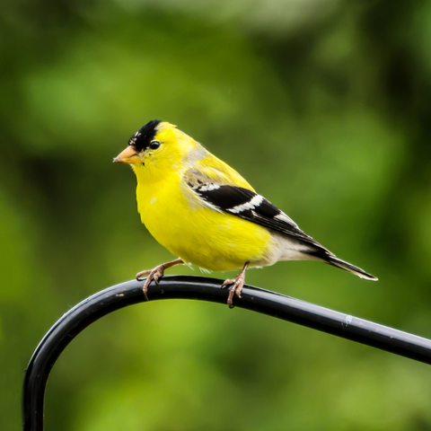 Goldfinch Feather