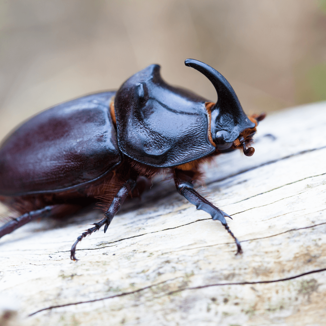 Beetle As A Totem Animal