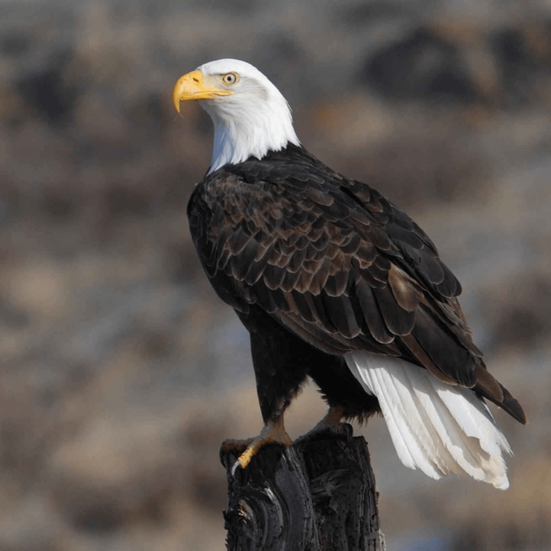 Eagle's Deep Significance