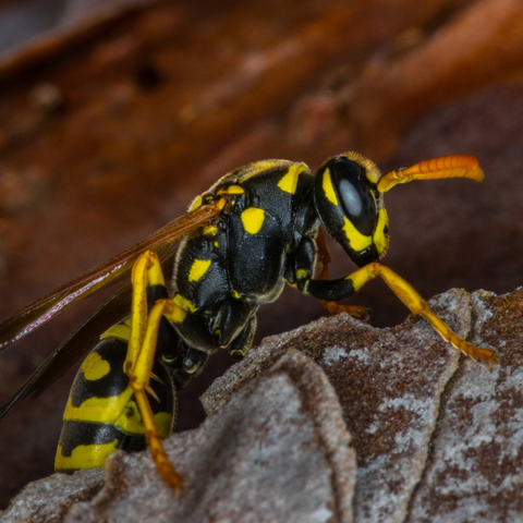 Wasps As Divine Figures