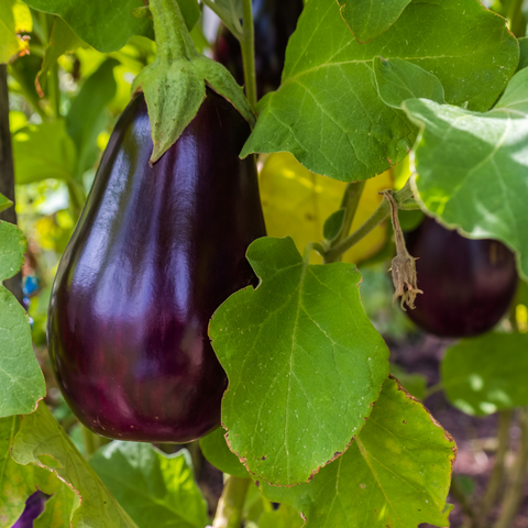 Eggplant Purple As Color for Aries