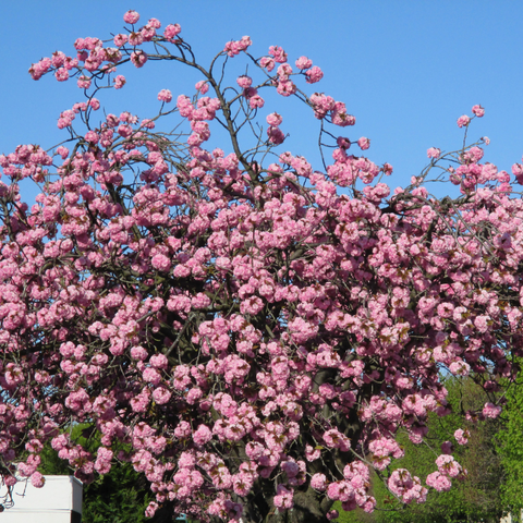 magnolia as a symbol of purity